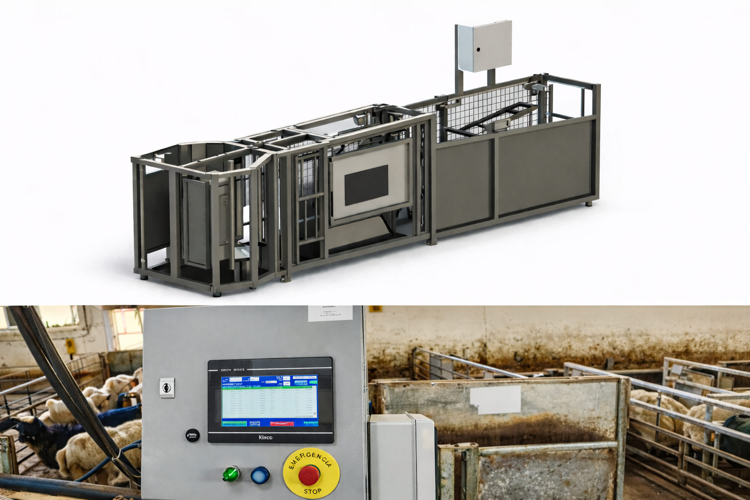 Clasificadora de corderos u otro tipo de ganado con múltiples salidas